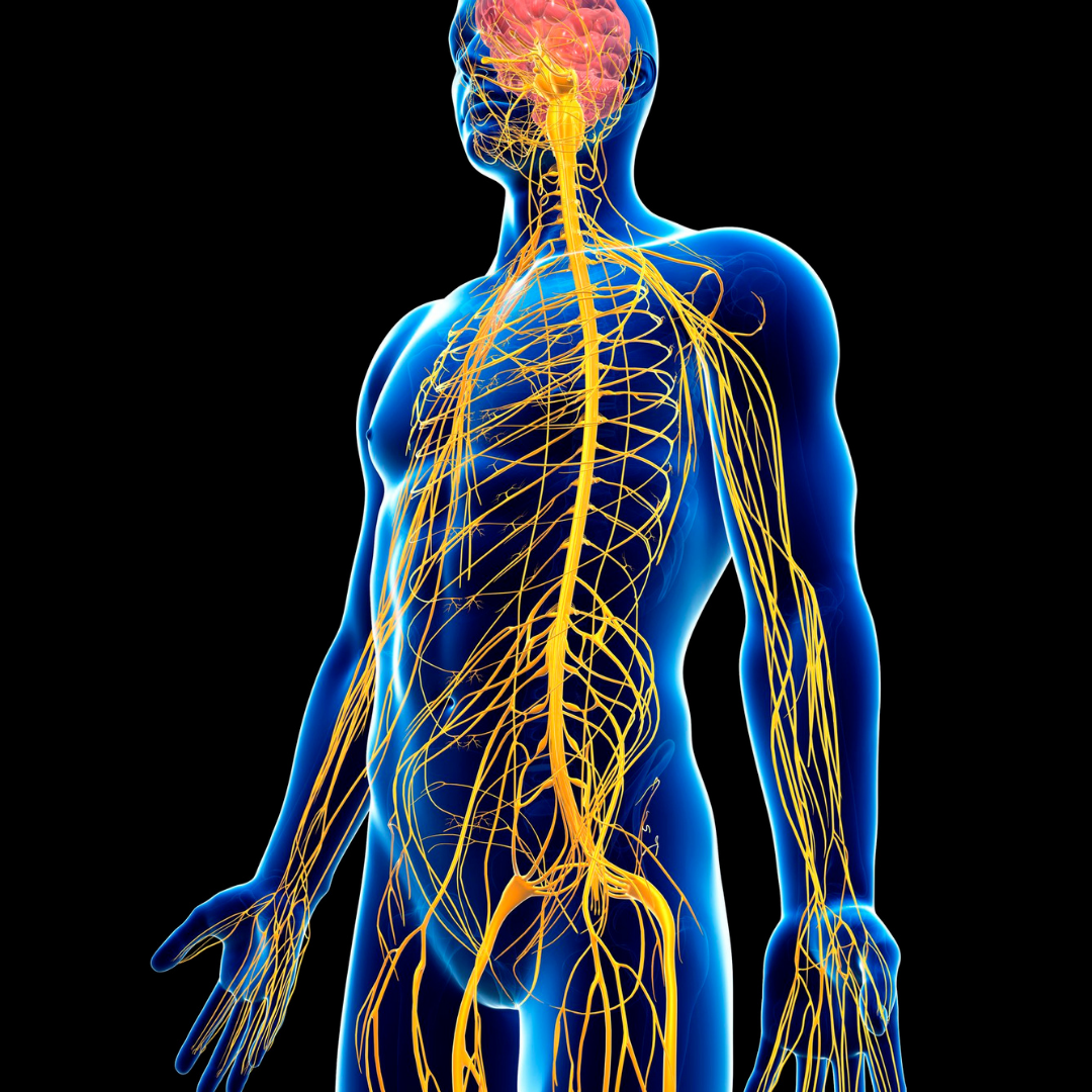 Unlocking the Potential of Your Endocannabinoid System with CBD