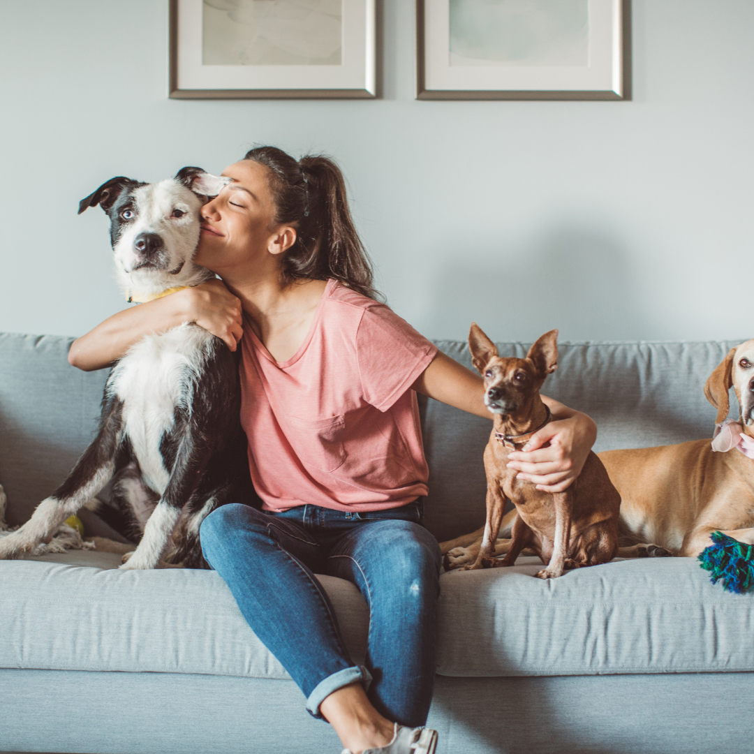pumpkin and pet digestive health