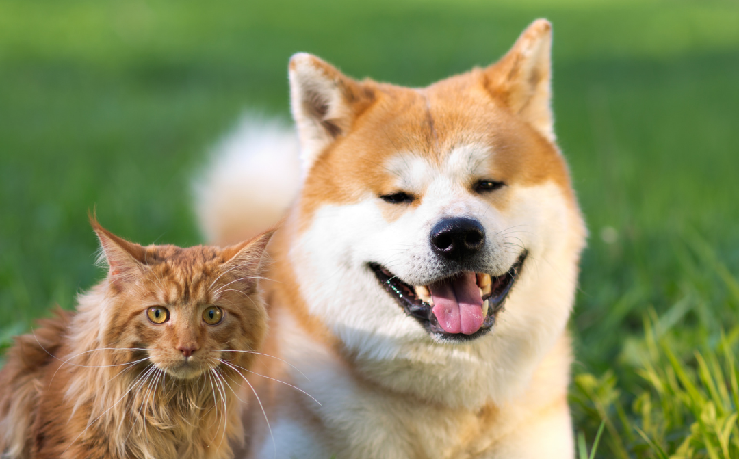 National Cat & Dog Gut Health Awareness Week Discover how CBD Helps Your Pets Gut Health