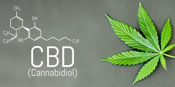 History of CBD - BC Organics