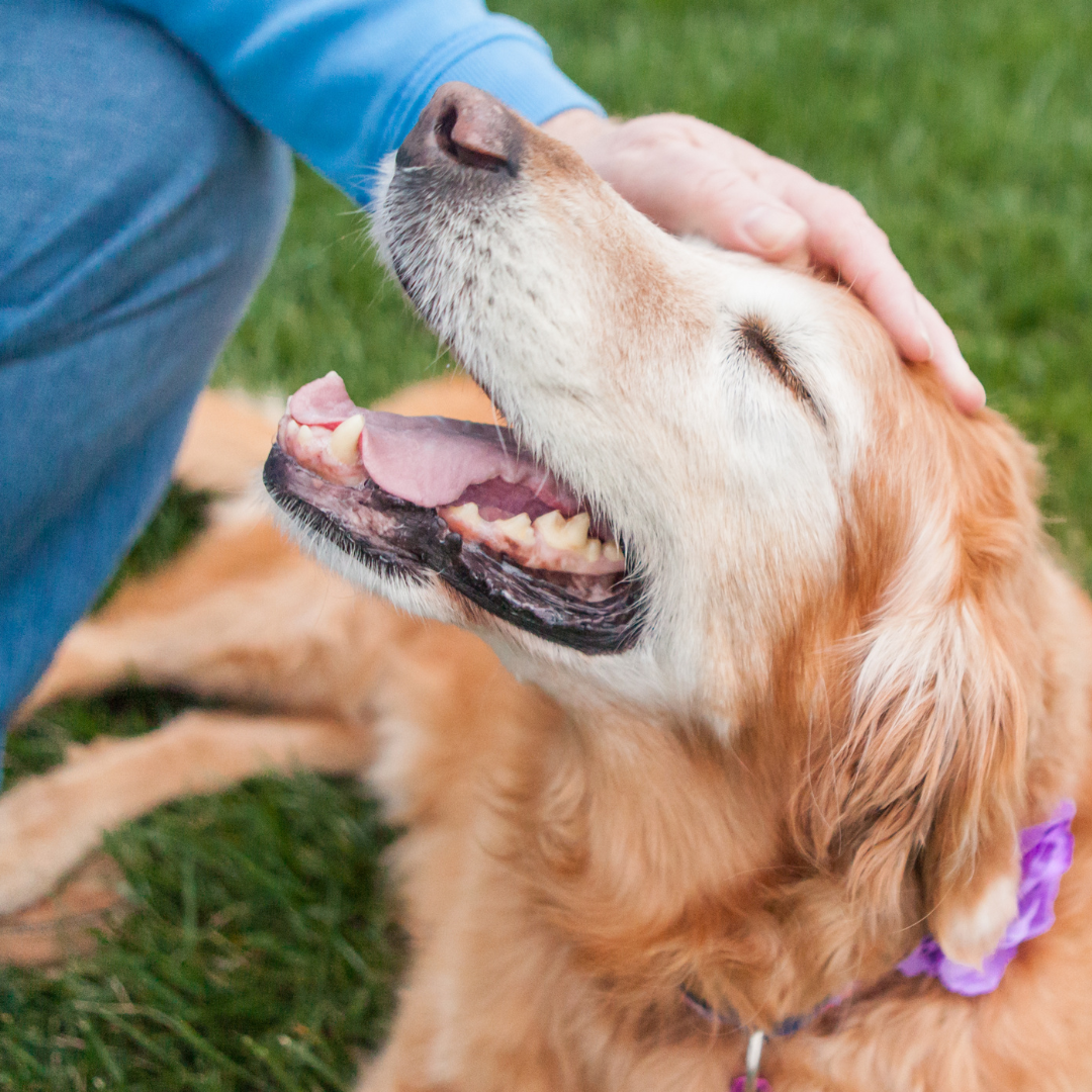 Unlocking the Secret to Senior Dog Wellness: CBD Pet Products