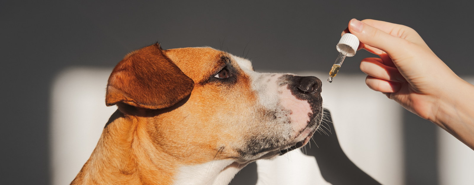 Dog with CBD pet product being administered.
